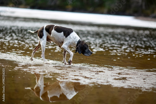 Dog english pointer