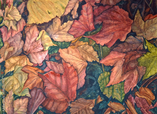 drawing of large amount of autumn leaves hand painted with watercolor