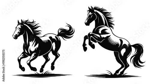 Two black horses running and rearing on white background