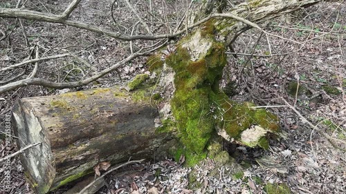 Old rotten stump of uprooted fallen and then sawn tree