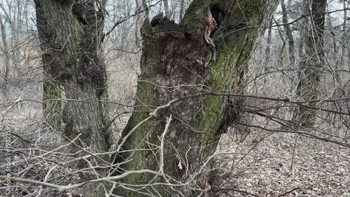 Tree trunk with several outgrowth with numerous twigs in forest