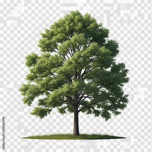 Full lush green deciduous poplar tree with dense foliage and a thick brown trunk standing on a small patch of grass, isolated on a transparent background for graphic design projects.