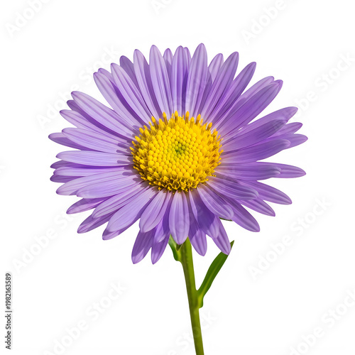 A vibrant purple daisy with a yellow center blooming beautifully against a plain backdrop