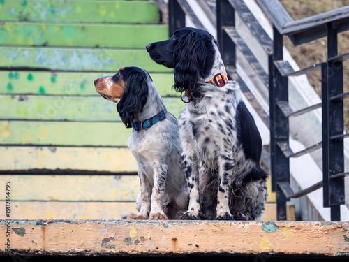 Two Russian Spaniel are sitting on a stairs