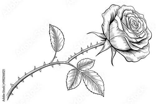 rose flower with thorns and leaves on stem