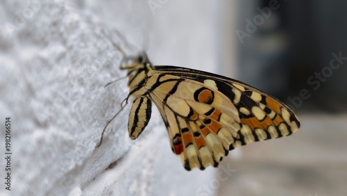 Small Butterfly Resting