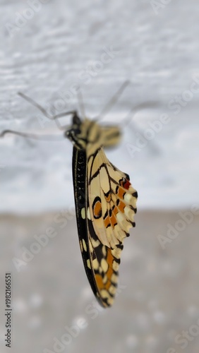 Butterfly Side View