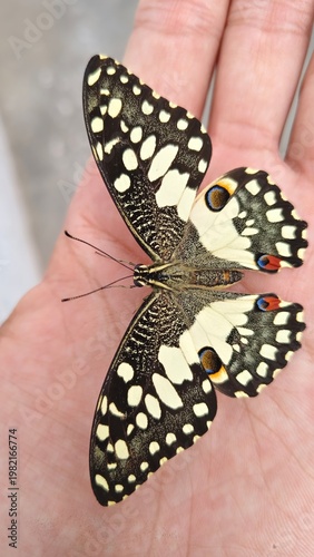 Butterfly Close in Hand