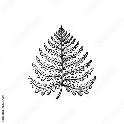 Fern frond botanical illustration. Vintage woodcut style leaf sketch for organic branding, garden decor, nature-themed stationery, and forest greenery concepts.