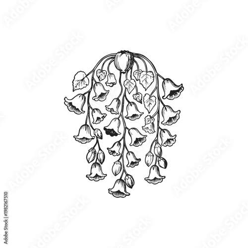 Hanging bellflower branch botanical illustration. Vintage woodcut style floral sketch for wedding invitations, garden branding, and nature-themed stationery.