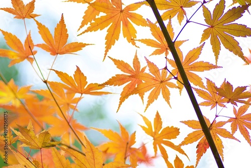Landscape of vibrant colorful Japanese Autumn Maple leaves