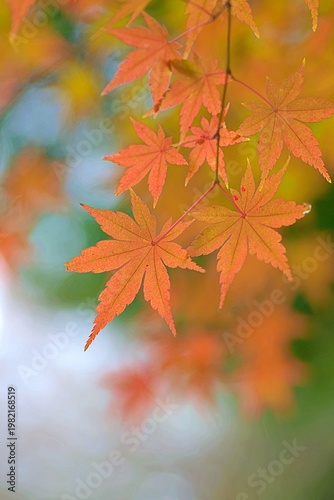Landscape of vibrant colorful Japanese Autumn Maple leaves
