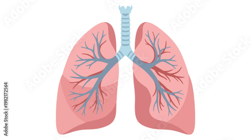 Flat color vector illustration of human lungs front view with trachea and internal vessels, clean medical graphic isolated on white background.