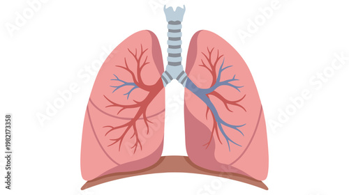 Flat color vector illustration of human lungs front view with trachea and internal vessels, clean medical graphic isolated on white background.