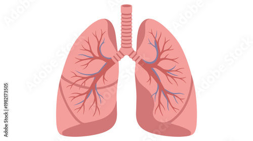 Flat color vector illustration of human lungs front view with trachea and internal vessels, clean medical graphic isolated on white background.