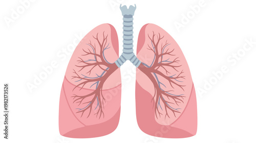 Flat color vector illustration of human lungs front view with trachea and internal vessels, clean medical graphic isolated on white background.