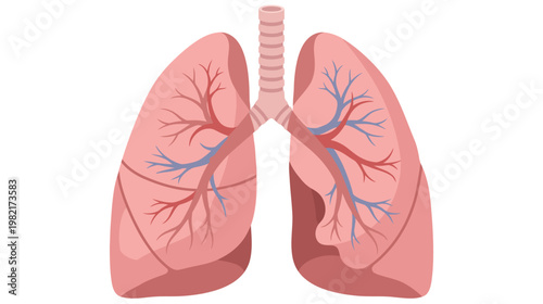Flat color vector illustration of human lungs front view with trachea and internal vessels, clean medical graphic isolated on white background.