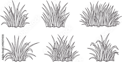 Six hand drawn tufts of grass in a style nature botanical plant