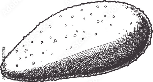 Vintage of a single cucumber with textured skin and seeds vegetable food line