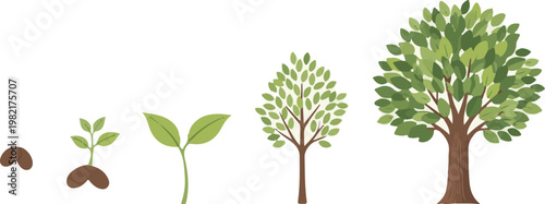 The growth stages of a tree from seed to maturity