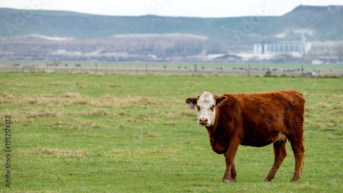 Outstanding cow in a field on a farm
