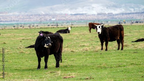 Cows in a pasture on an Idaho farm