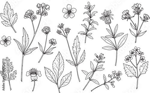 Vintage botanical illustration a collection of wildflower sketches in black and white