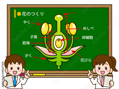 	花のつくりの説明をする子供のイラスト素材