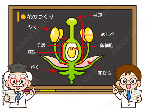 花のつくりの説明をする博士のイラスト素材