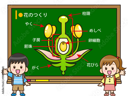 花のつくりの授業をする子供のイラスト素材