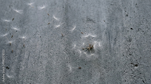 Dandelion Seed on Textured Surface: A close-up shot of a dandelion seed delicately resting on a textured surface, showcasing the intricate details of nature. 