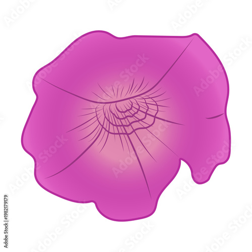 Pink flower with a gradient isolated on a transparent or white background. Close-up floral element for design decoration. Morning glory. T-shirt design.