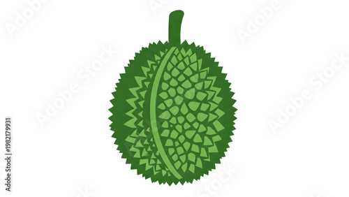 Durian fruit illustration green tropical exotic spiky texture