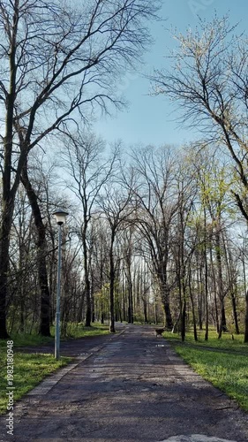 Australian Shepherd walks along a quiet park path in soft morning light. Calm atmosphere and nature scenery create a peaceful lifestyle and outdoor relaxation concept