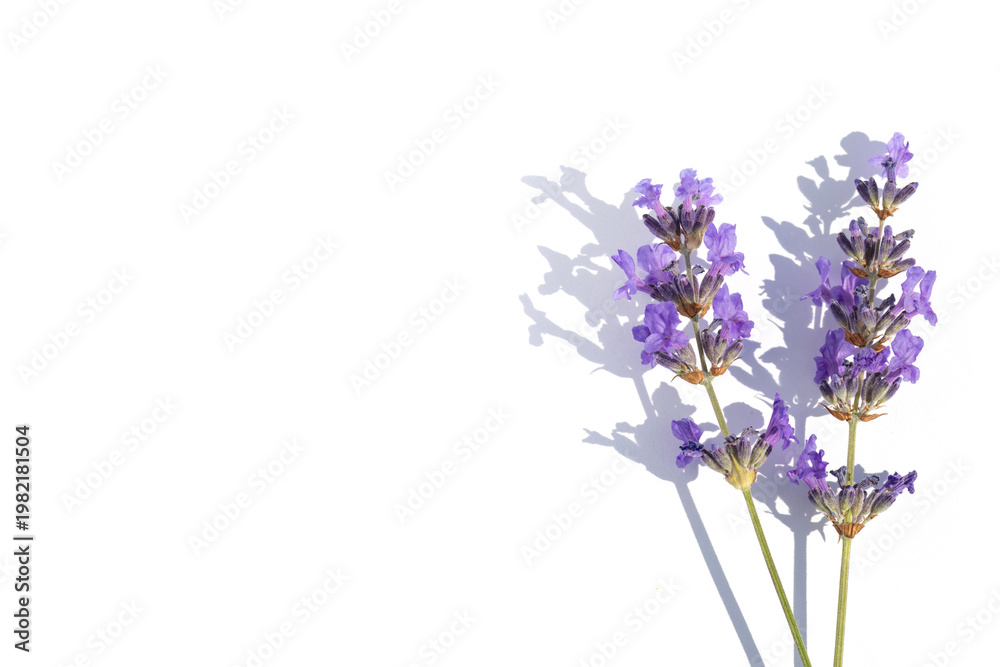 Obraz premium Lavender stems stand tall against a clean white backdrop, creating a minimalist botanical still life. The soft purple blooms convey calm, fragrance, perfect for nature, decor, and wellness themes.
