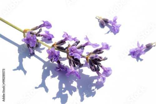 Lavender Stems Placed Against White Background for Fresh Botanical Still Life...