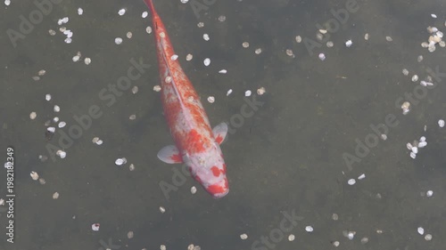 Slow Motion of a Colorful Koi Carp Swimming Through Fallen Cherry Blossom Petals