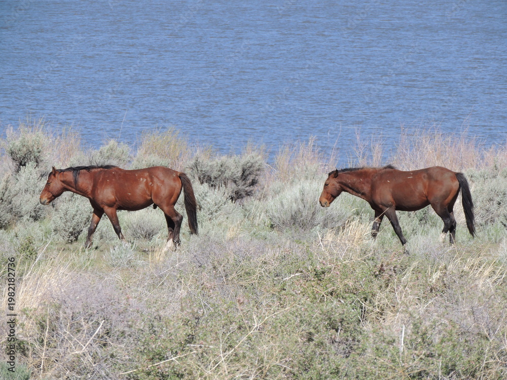 Obraz premium Two wild horses walking along the lake