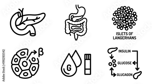 Black line icons set of human pancreas anatomy digestive system islets of langerhans beta cells glucose testing and hormone loop, concept for medical education, infographic and diabetes awareness