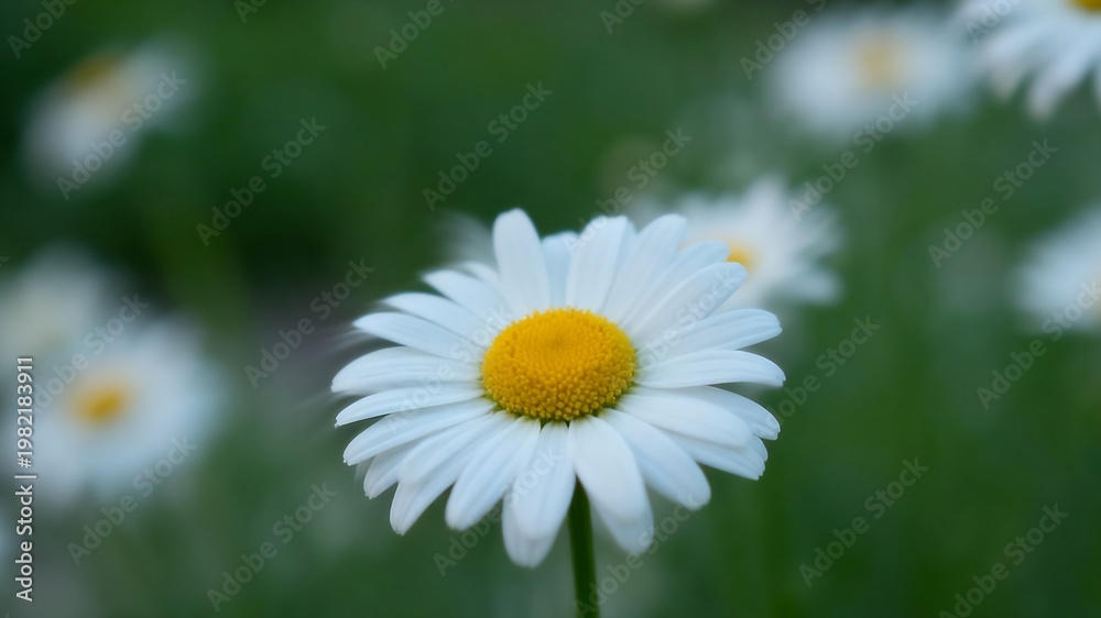 Obraz premium Chamomile Flowers Macro Natural Light Calming Herbal Tea Concept