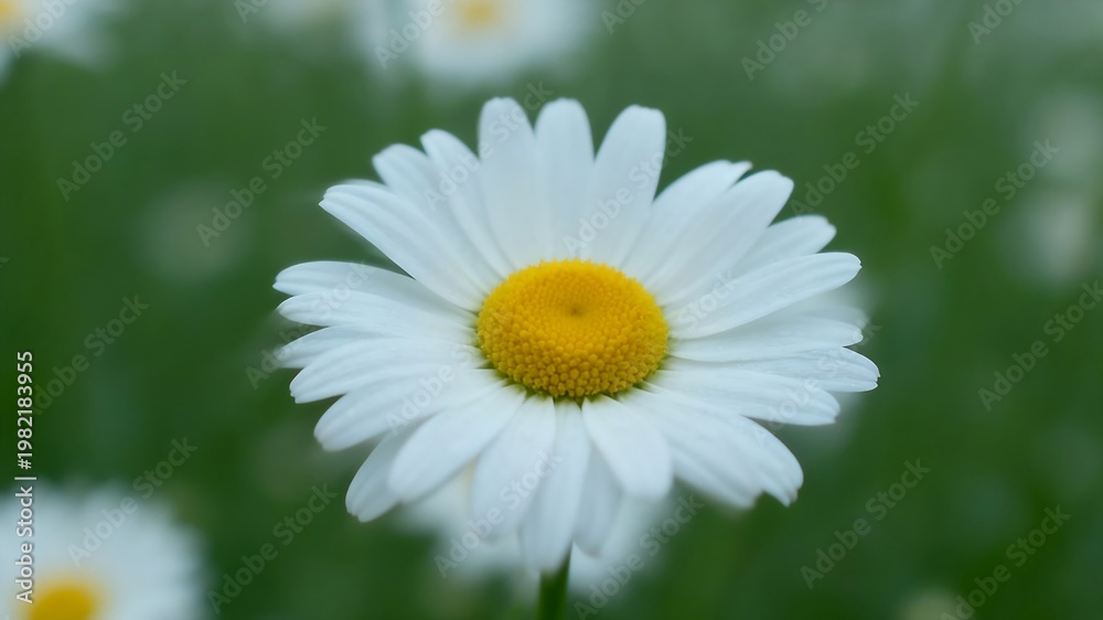 Fototapeta premium Chamomile Flowers Macro Natural Light Calming Herbal Tea Concept