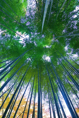Wide angle landscape of Japanese Bamboo forests background