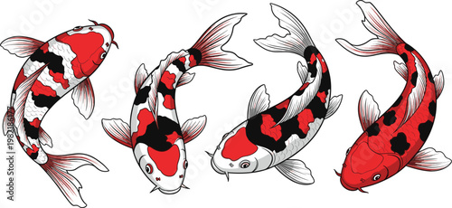 Traditional Japanese koi fish vector illustration set featuring red black and white spotted carp swimming in various positions for oriental art and pond design.