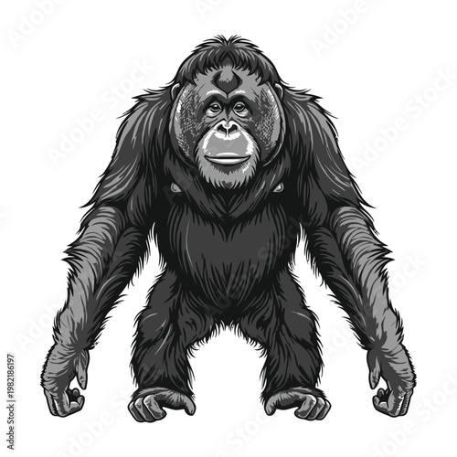 Orangutan ape standing pose in black and white style detailed portrait of a primate wild animal