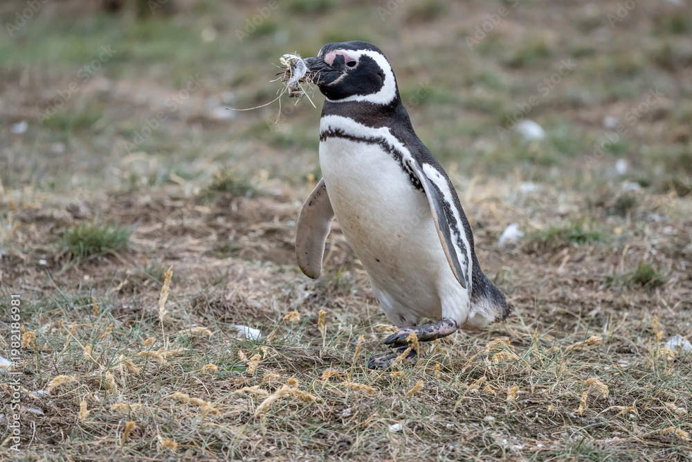 Obraz premium breeding adult Magellanic penguin carryng filling for burrow nest at Magdalena island, Chile