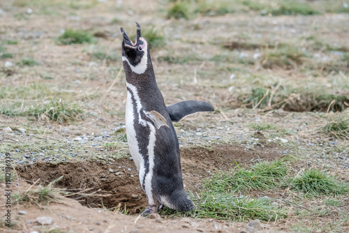 breeding adult Magellanic penguin yelling out of burrow nest at Magdalena island, Chile