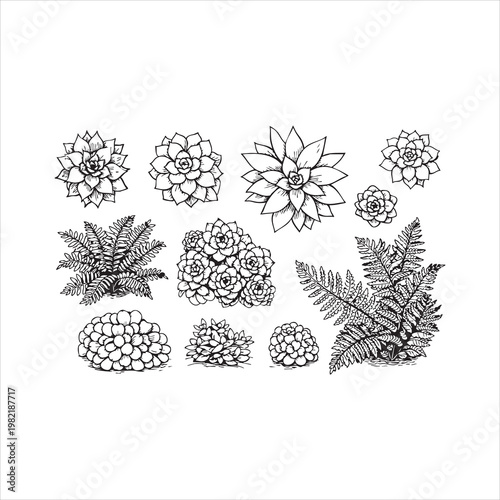 Top view plant ink sketch set with hand drawn fern and succulent illustrations for landscape design.