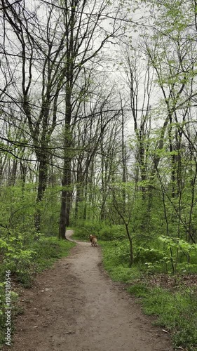 Australian Shepherd walks along path in a green spring forest surrounded by fresh foliage. Peaceful outdoor scene reflects freedom, exploration, and active lifestyle in nature. Rear view