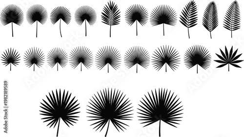 Collection of palm leaves silhouettes, tropical fan leaves set, botanical foliage vector illustration isolated on white background decorative design