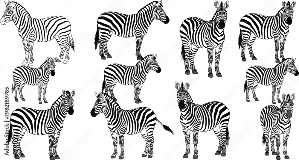 Fototapeta premium Zebra Animal Sketch Set with Different Poses African Wildlife Striped Horse Line Art Vector Illustration Collection